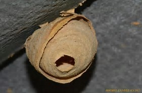 Photo d'un nid primaire de frelon asiatique