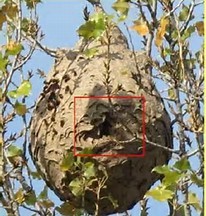 Photo d'un nid principal de frelon asiatique dans un arbre.