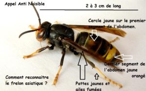 Photo d'un frelon asiatique légendée avec des indications de reconnaissance.