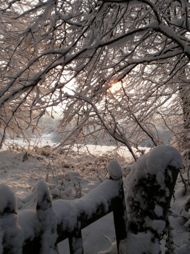 Bocage sous la neige