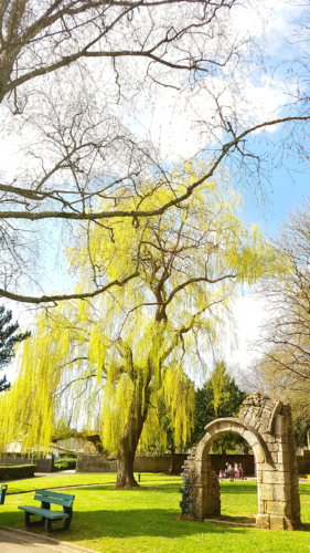 Saule pleureur au jardin public