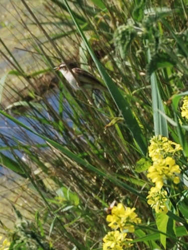 2Juin2018-SortieCarentanLesMarais-Ville-de-Valognes-0001