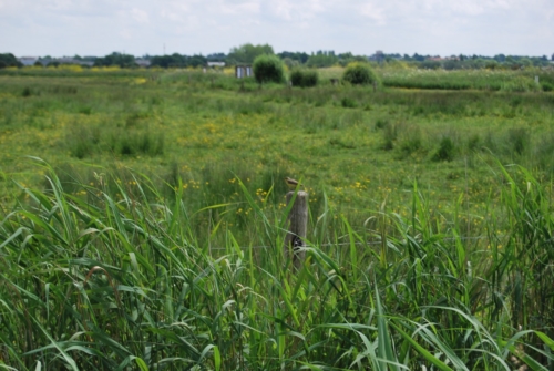 2Juin2018-SortieCarentanLesMarais-Ville-de-Valognes-0011