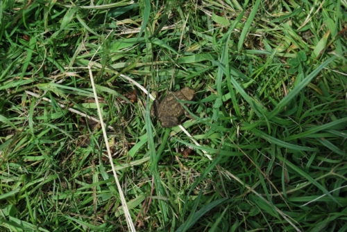 2Juin2018-SortieCarentanLesMarais-Ville-de-Valognes-0012