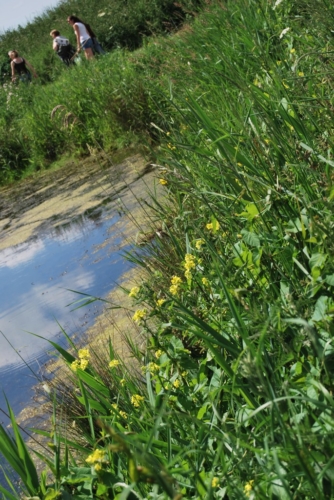 2Juin2018-SortieCarentanLesMarais-Ville-de-Valognes-0013