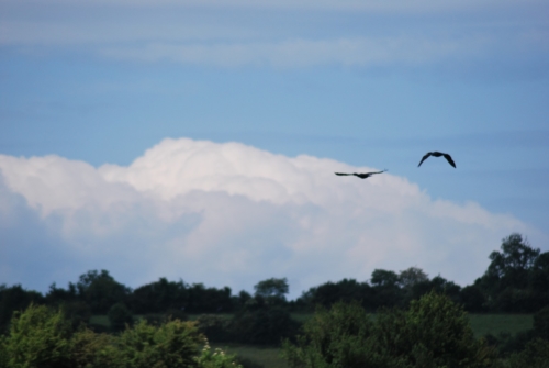 2Juin2018-SortieCarentanLesMarais-Ville-de-Valognes-0014