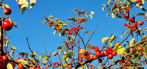 Flore - Parking des Cordeliers