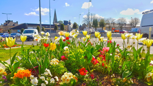 Tulipes Place du Château - Mars 2019